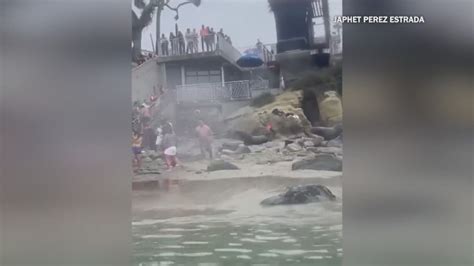 Sea lion recorded in California likely wasn't targeting tourists, expert says